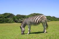 Zebra grazing in Cwebe © garethphoto